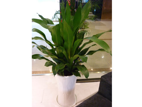 養(yǎng)護公司如何對花卉租賃進行養(yǎng)護，有什么好處?